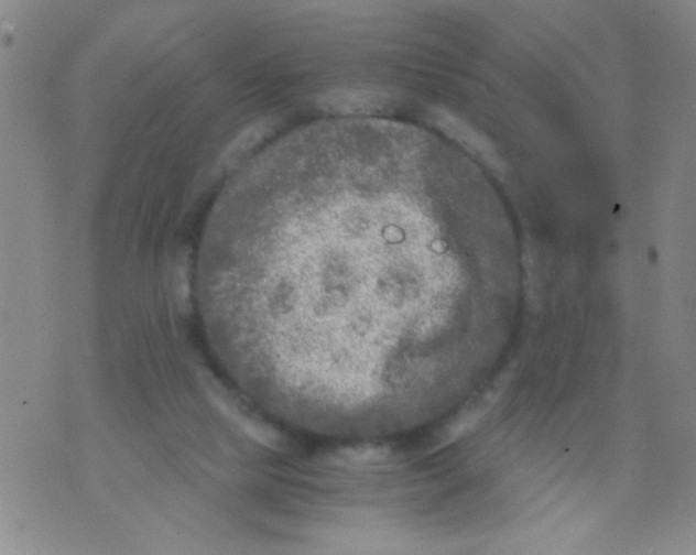 X0000073920065200609082248