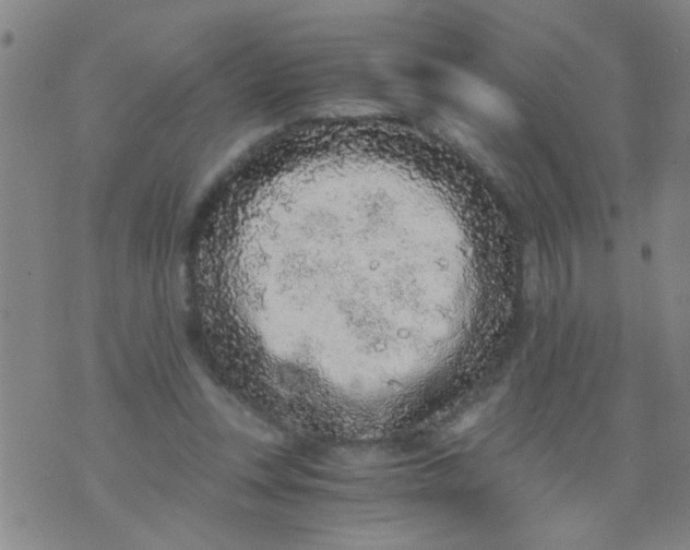 X0000073920351200609082243