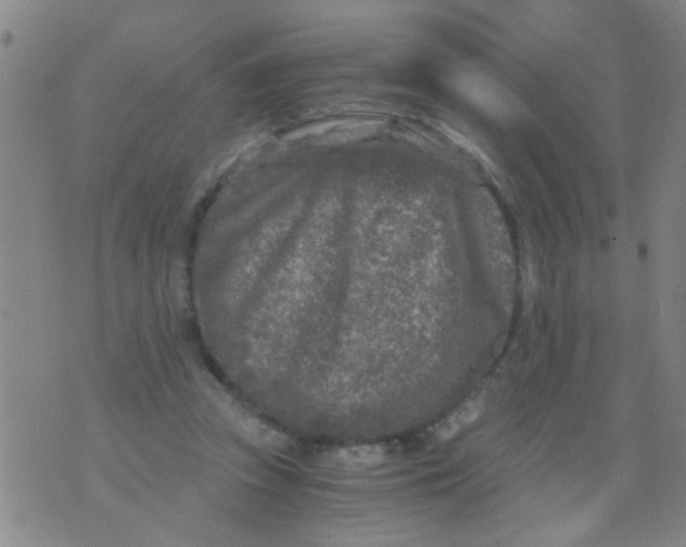 X0000073920353200609082243