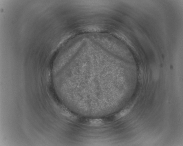 X0000073920355200609082243