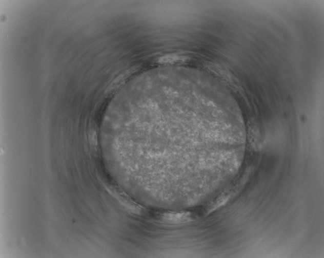 X0000073920375200609082244