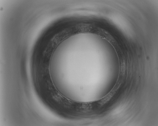 X0000073920383200609082244