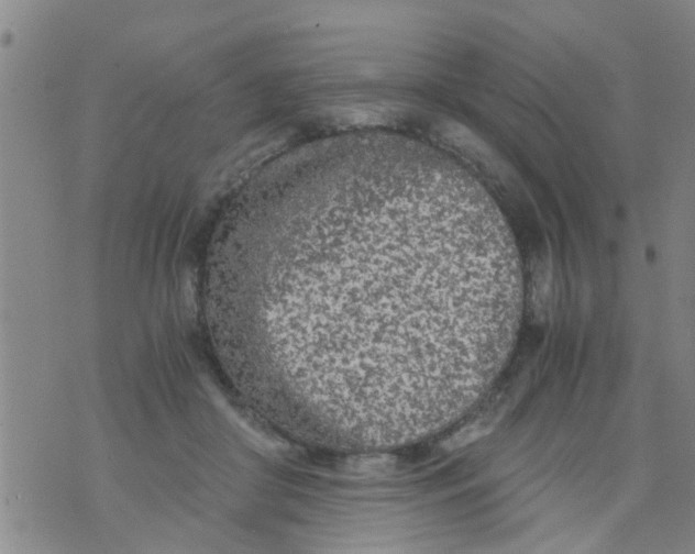 X0000073920410200609082243