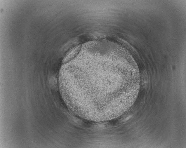 X0000073920523200609082241