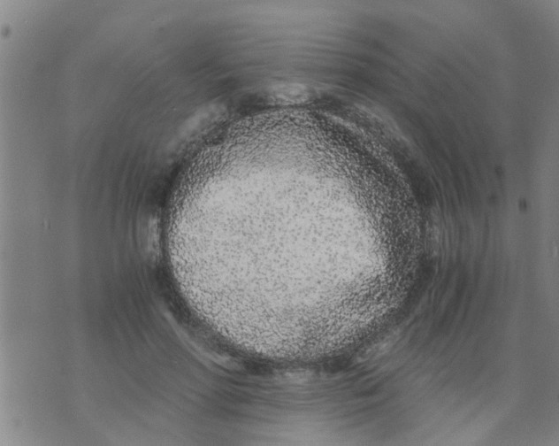 X0000073920598200609082240