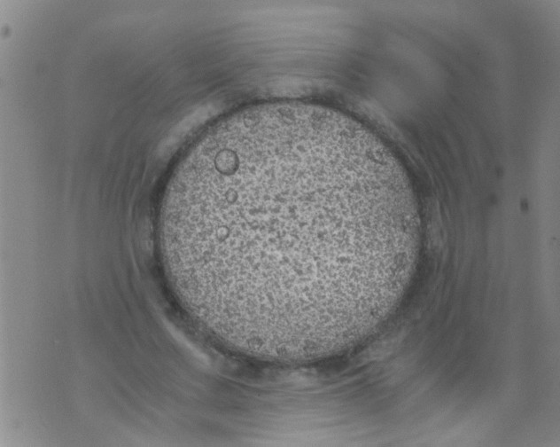 X0000073920683200609082238