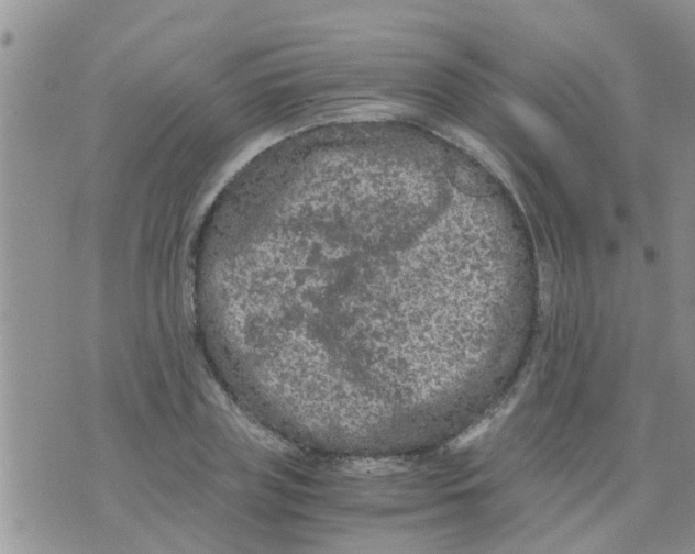 X0000073920835200609082236