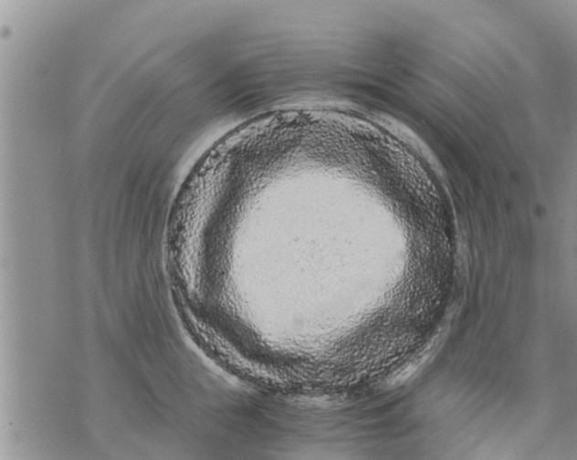 X0000073920855200609082236