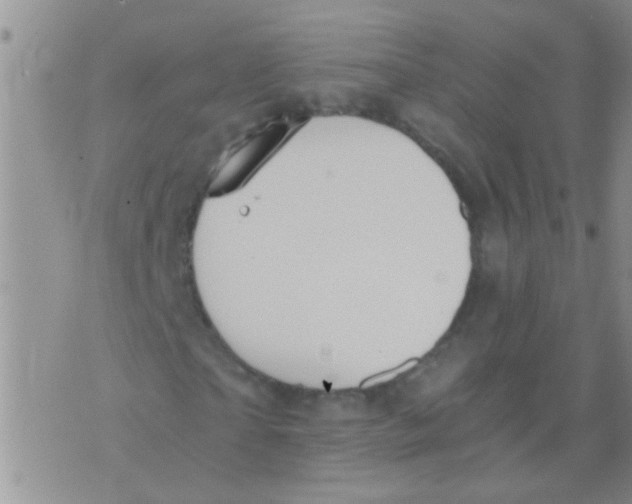 X0000073920865200609082235