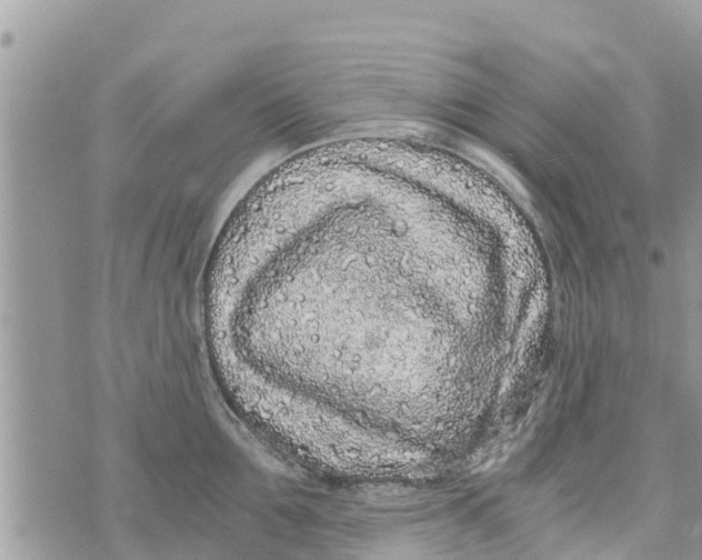 X0000073920907200609082235