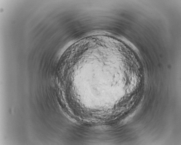 X0000073920953200609082234