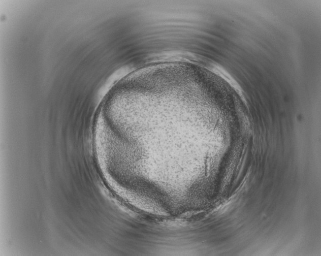 X0000073920994200609082233