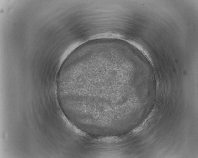 X0000073920998200609082233