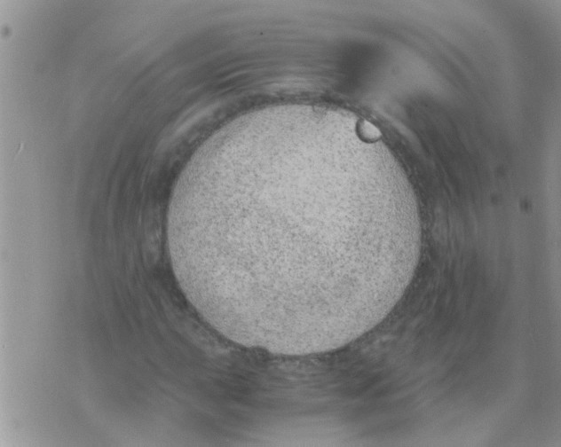 X0000073921015200609082232