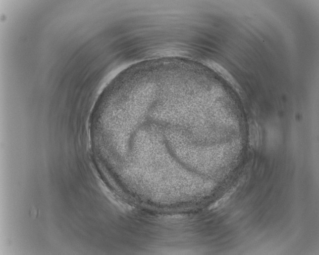 X0000073921031200609082233