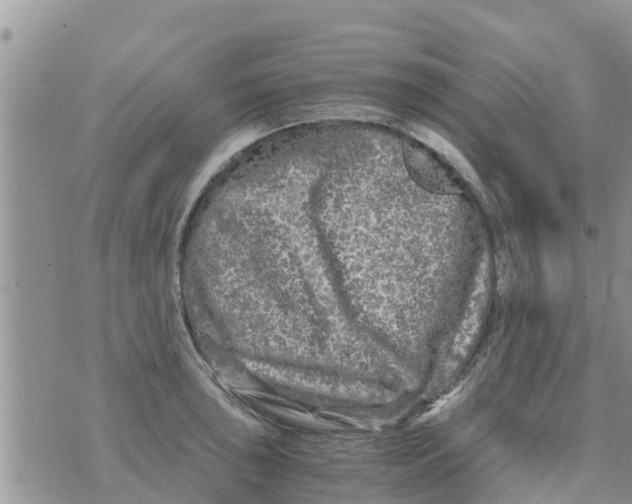 X0000073921043200609082233