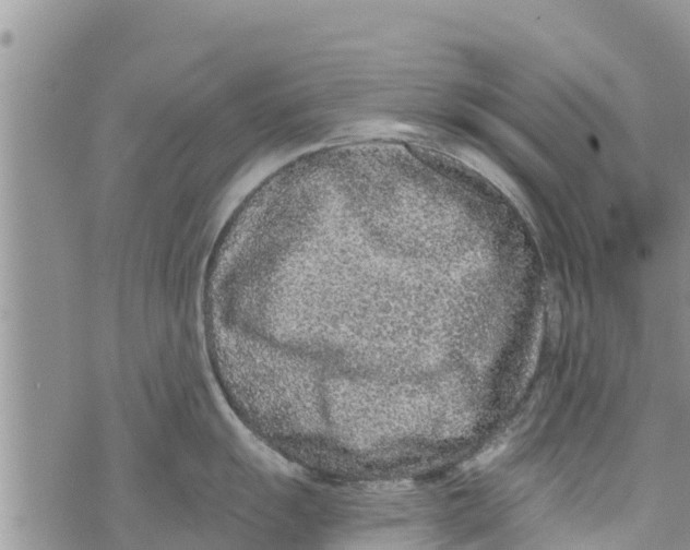 X0000073921055200609082233