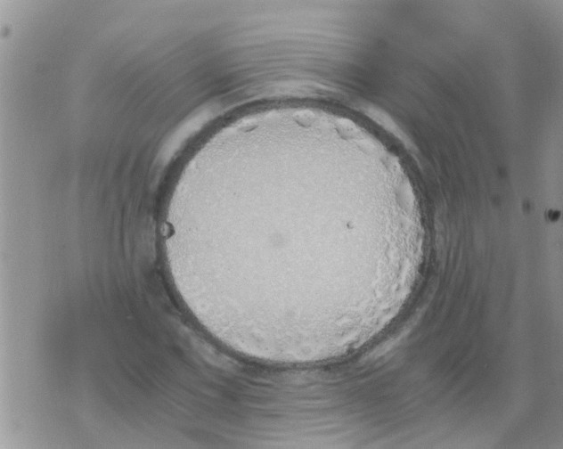 X0000073921067200609082232