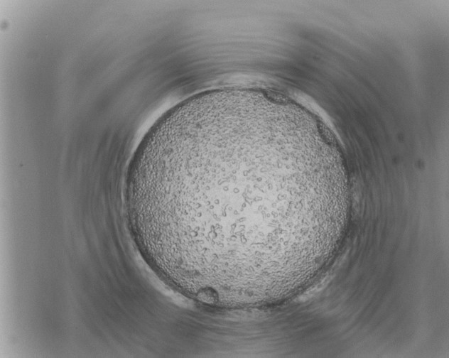 X0000073921091200609082232