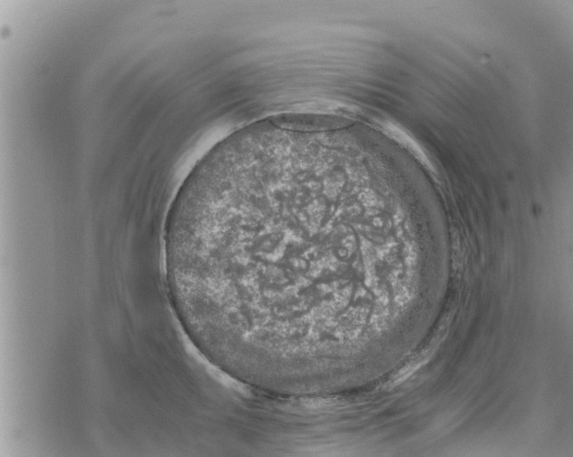 X0000073921095200609082232