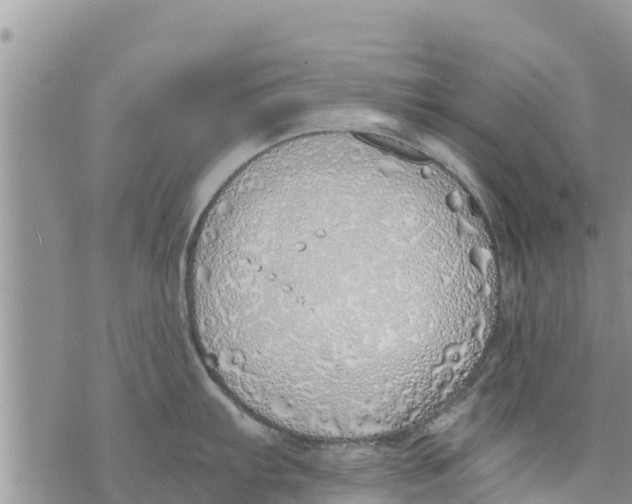 X0000073921103200609082231