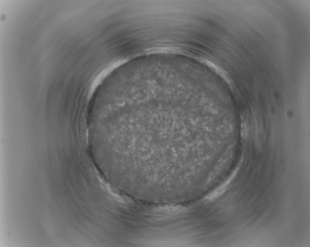 X0000073921117200609082231