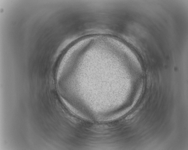 X0000073921215200609082229