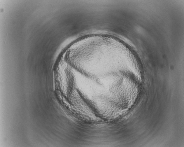 X0000073921223200609082229