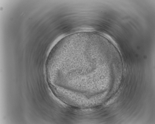 X0000073921243200609082230