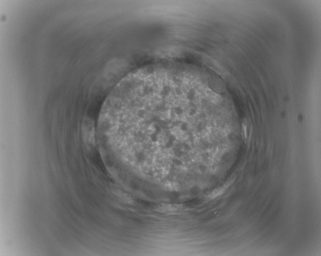 X0000073921251200609082229