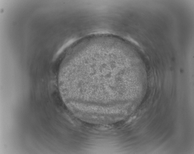 X0000073921255200609082229