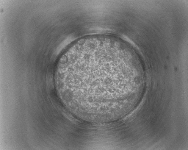 X0000073921259200609082229