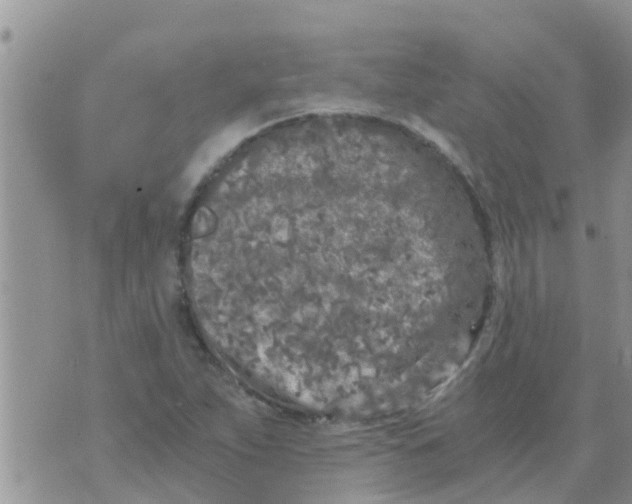 X0000073921263200609082229