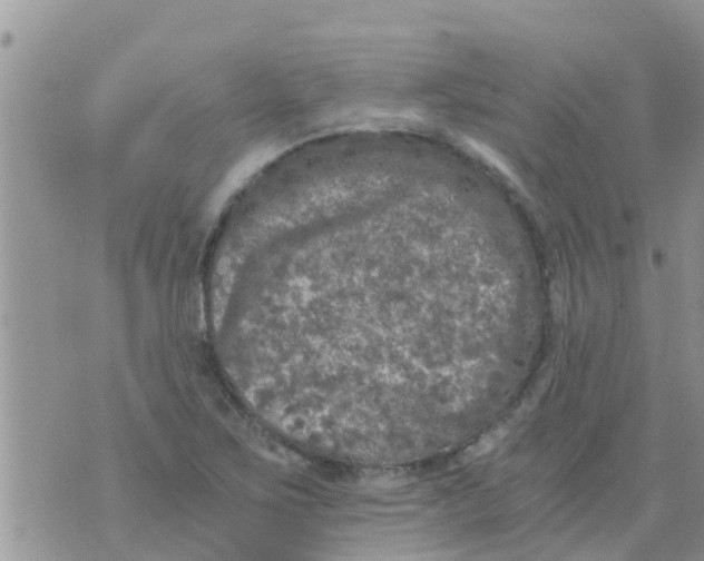 X0000073921267200609082229