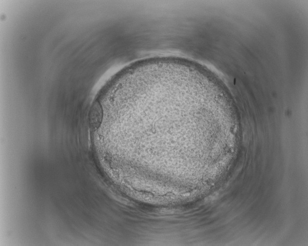 X0000073921271200609082229