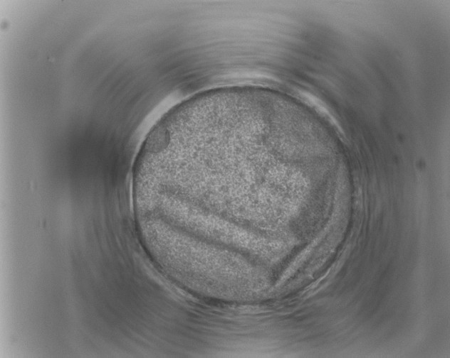 X0000073921275200609082229