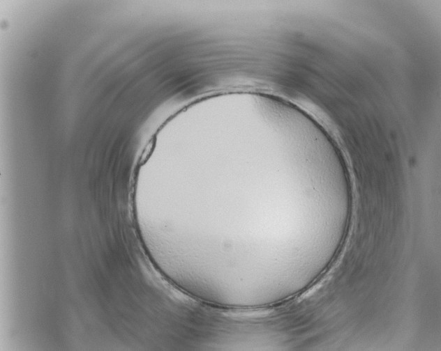 X0000073921296200609082228