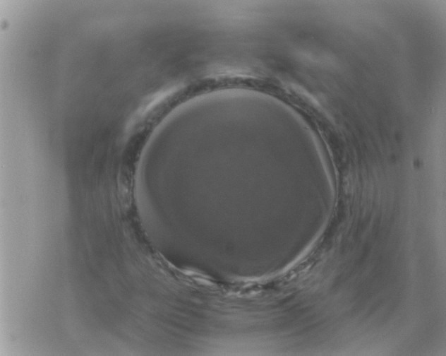 X0000073921303200609082228