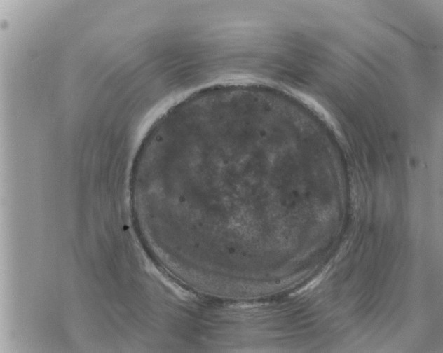 X0000073921327200609082228