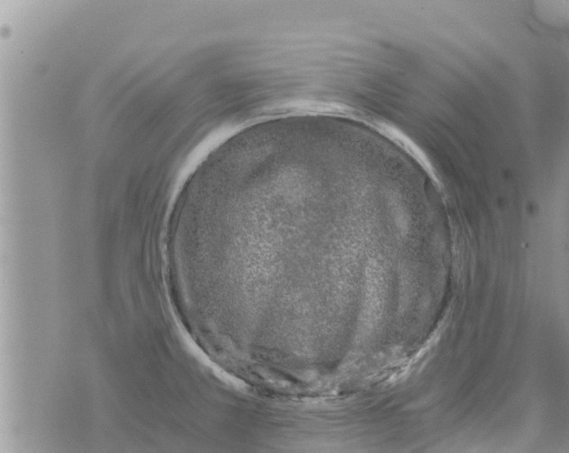 X0000073921381200609082227