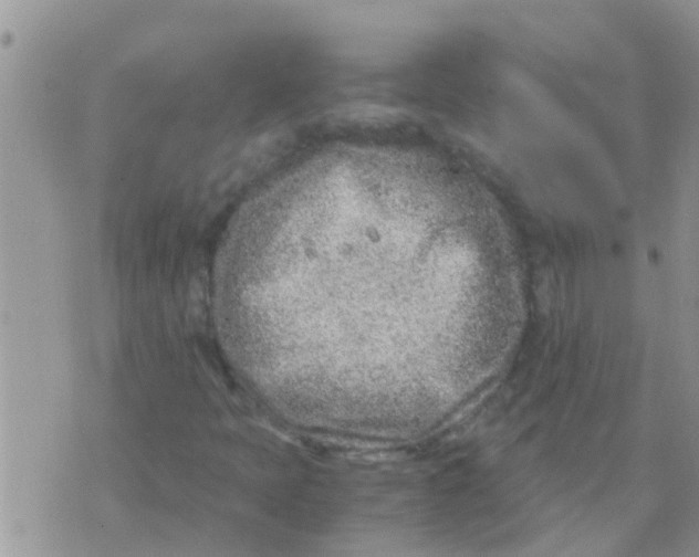 X0000073921397200609082226