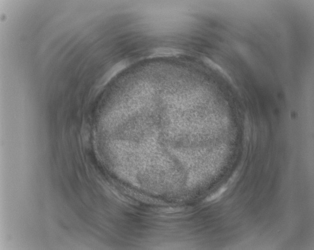 X0000073921401200609082226