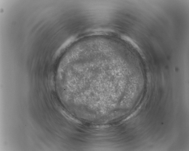 X0000073921403200609082226