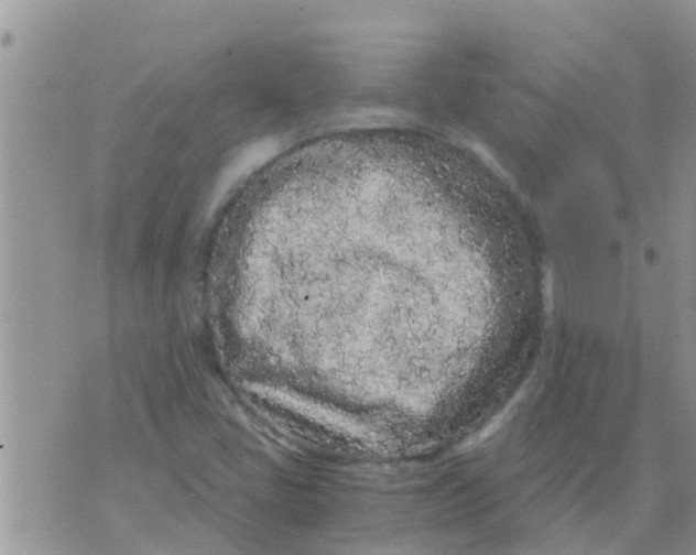 X0000073921405200609082226