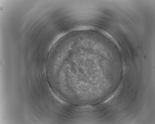 X0000073921417200609082226