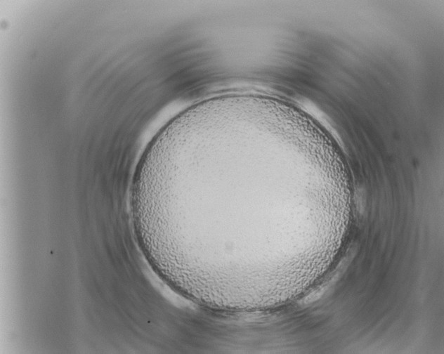 X0000073921482200609082225