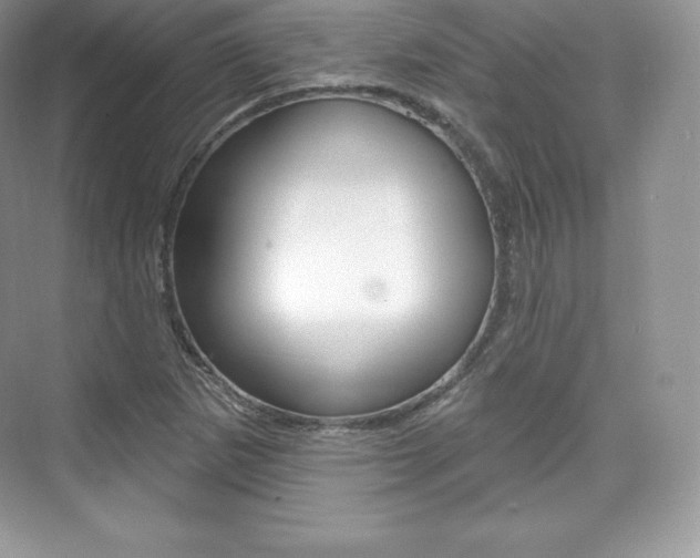 X0000073931265200608111016