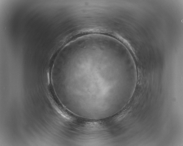 X0000073930061200608111211