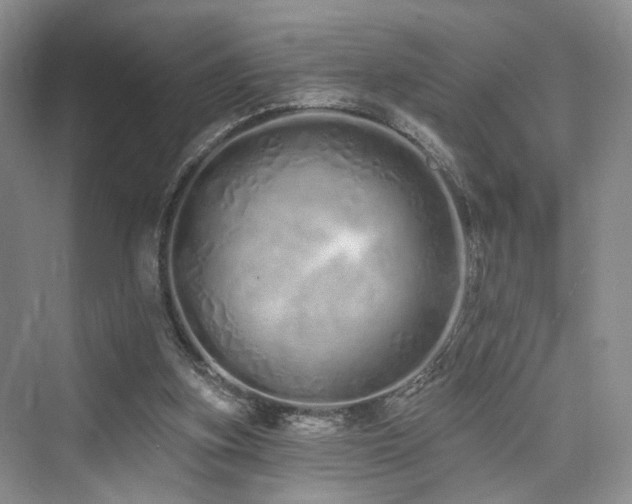 X0000073930155200608111209