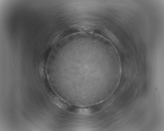 X0000073930169200608111209